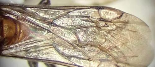 Smicromyrme pusillus